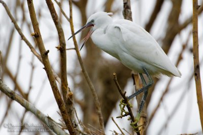 Little Egret (Egretta garzetta)