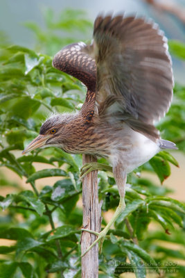 Night Heron (Nycticorax nycticorax)