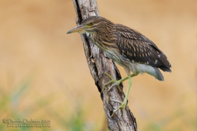 Night Heron (Nycticorax nycticorax)