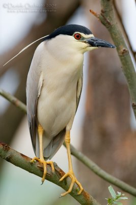 Night Heron (Nycticorax nycticorax)