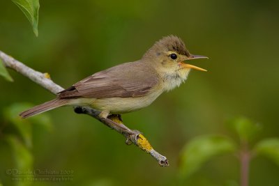 Melodious Warbler (Hippolais polyglotta)