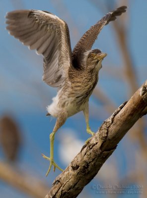 Night Heron (Nycticorax nycticorax)