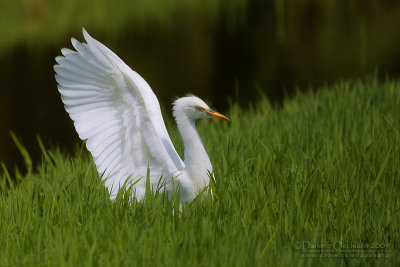 Cattle Egret (Bubulcus ibis)