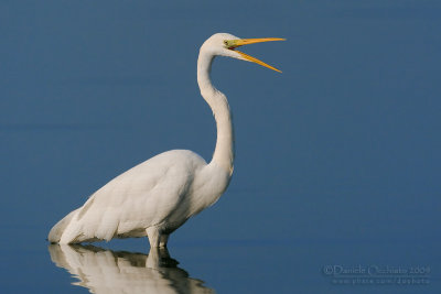 Great White Egret (Casmerodius albus)