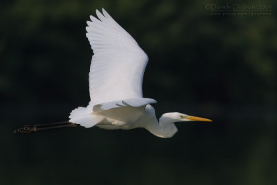 Great White Egret (Casmerodius albus)