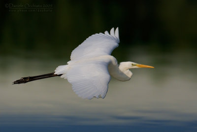 Great White Egret (Casmerodius albus)