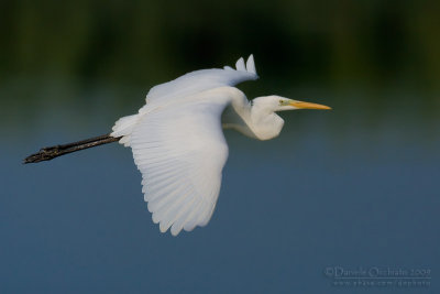 Great White Egret (Casmerodius albus)