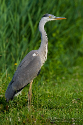 Juvenile Grey Heron with bill malformation (Ardea cinerea)