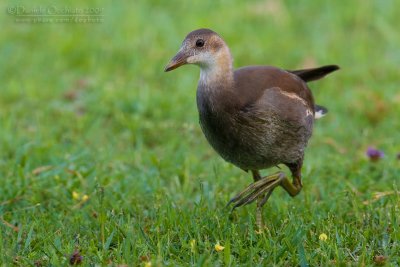 Common Moorhen (Gallinula chloropus)