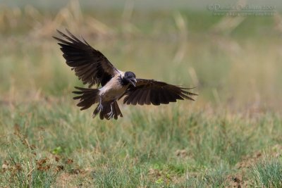 Hooded Crow (Corvus cornix)