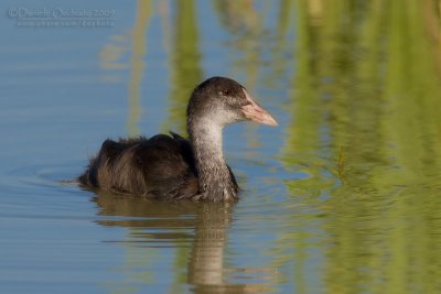 Eurasian Coot (Fulica atra)