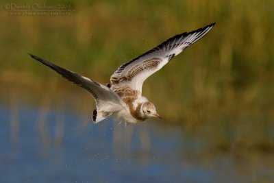 Common Black-headed Gull (Chroicocephalus ridibundus)