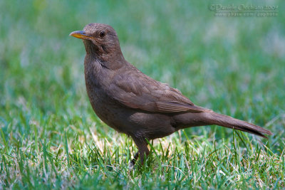 Eurasian Blackbird (Turdus merula)