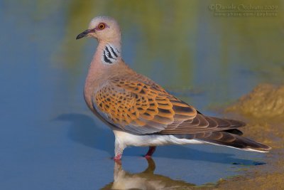 Turtle Dove (Streptopelia turtur)