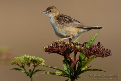 Zitting Cisticola (Cisticola jncidis)