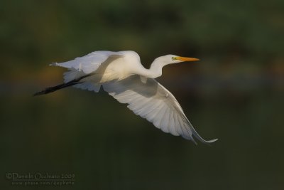 Great White Egret (Casmerodius albus)