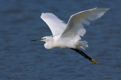 Little Egret (Egretta garzetta)