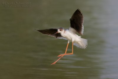 Black-winged Stilt (Himantopus himantopus)