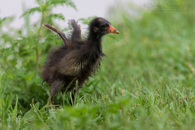 Common Moorhen (Gallinula chloropus)