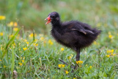 Common Moorhen (Gallinula chloropus)