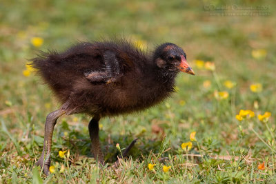 Common Moorhen (Gallinula chloropus)