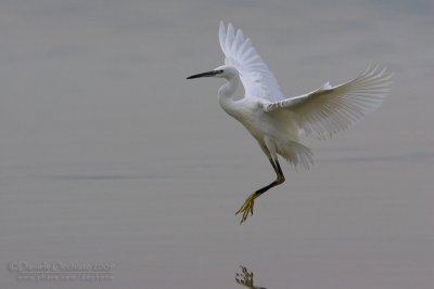 Little Egret (Egretta garzetta)