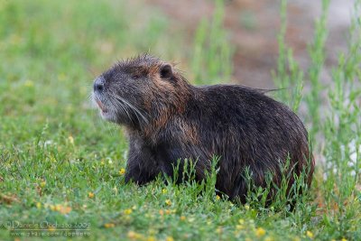 Nutria or Coypu (Myocastor coypus)