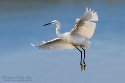 Little Egret (Egretta garzetta)