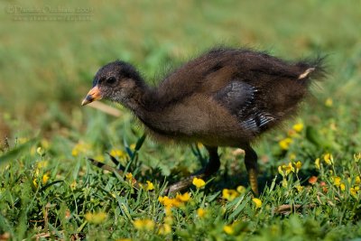 Common Moorhen (Gallinula chloropus)