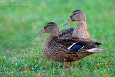 Mallard (Anas platyrhynchos)