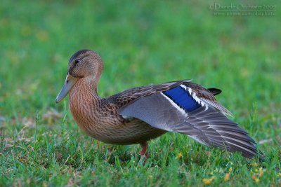 Mallard (Anas platyrhynchos)