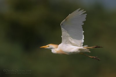 Cattle Egret (Bubulcus ibis)