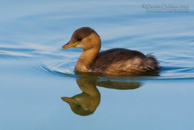 Little Grebe (Tachybaptus ruficollis)