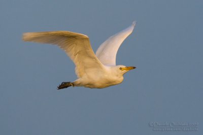 Cattle Egret (Bubulcus ibis)