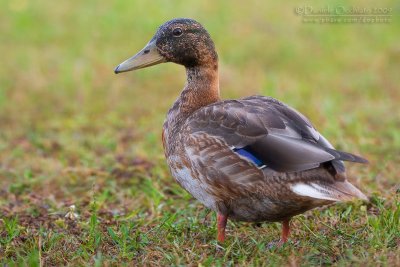 Mallard (Anas platyrhynchos)