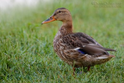 Mallard (Anas platyrhynchos)