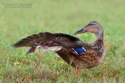 Mallard (Anas platyrhynchos)