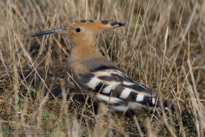 Hoopoe (Upupa epops)