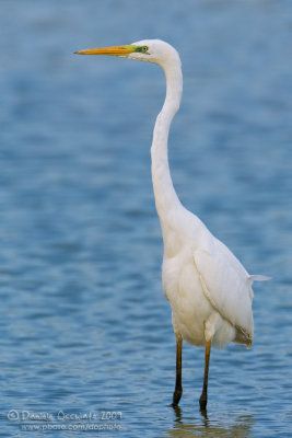 Great White Egret (Casmerodius albus)