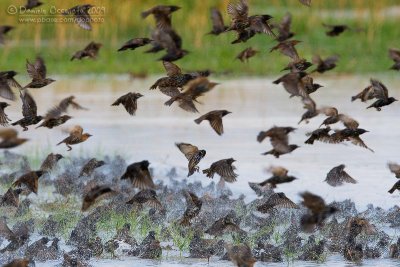 Common Starling (Sturns vulgaris)