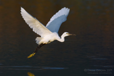 Little Egret (Egretta garzetta)