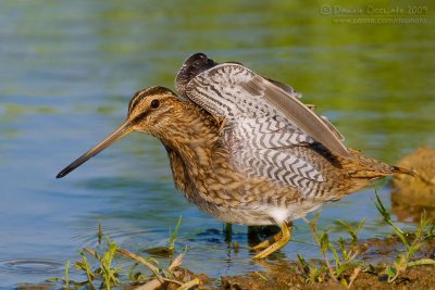 Common Snipe (Gallinago gallinago)