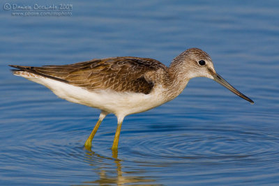 Common Greenshank (Tringa nebularia)