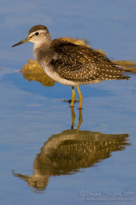 Wood Sandpiper (Tringa glareola)