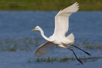 Great White Egret (Casmerodius albus)