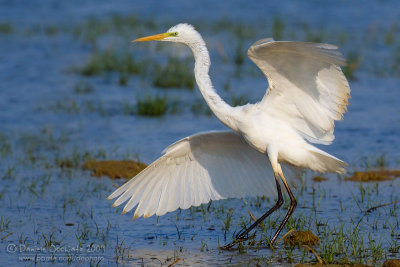 Great White Egret (Casmerodius albus)