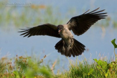 Hooded Crow (Corvus cornix)