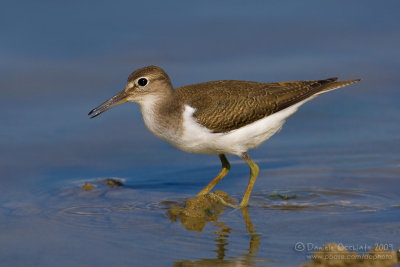 Common Sandpiper (Actitis hypoleucos)Common Sandpiper (Actitis hypoleucos)