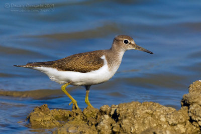 Common Sandpiper (Actitis hypoleucos)