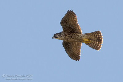 Peregrine (Falco peregrinus ssp brookei)